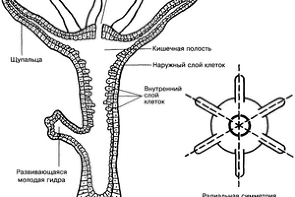 Кракен тор krakens13 at